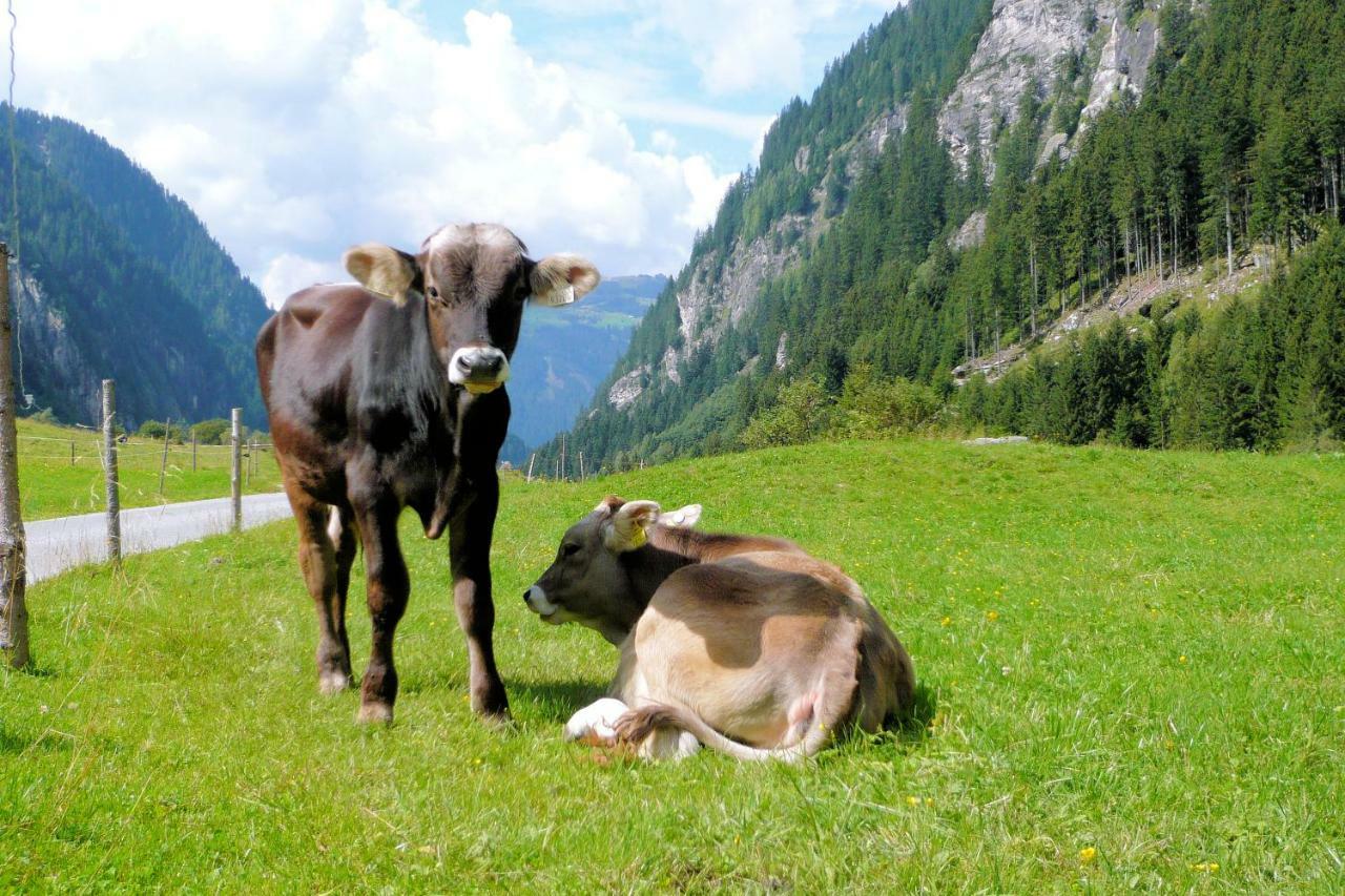 Farm stay Nieslerhof *